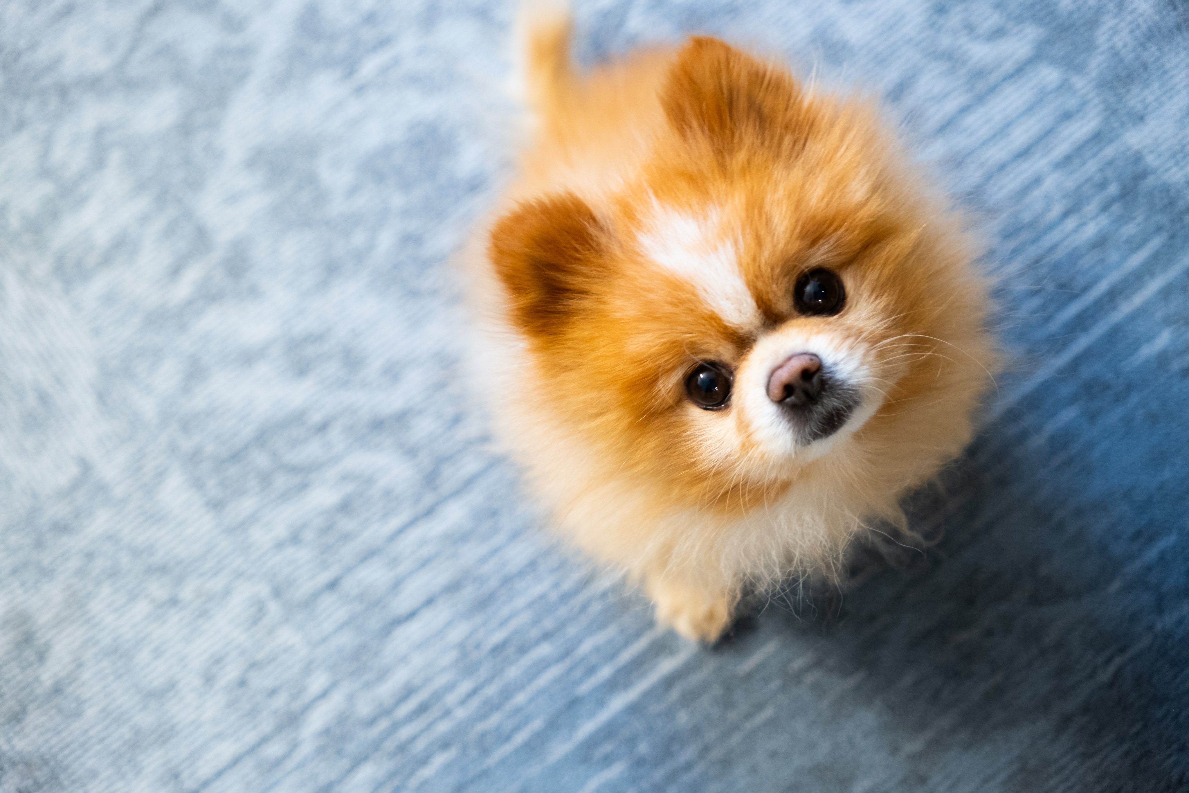 En liten brun hund titter opp