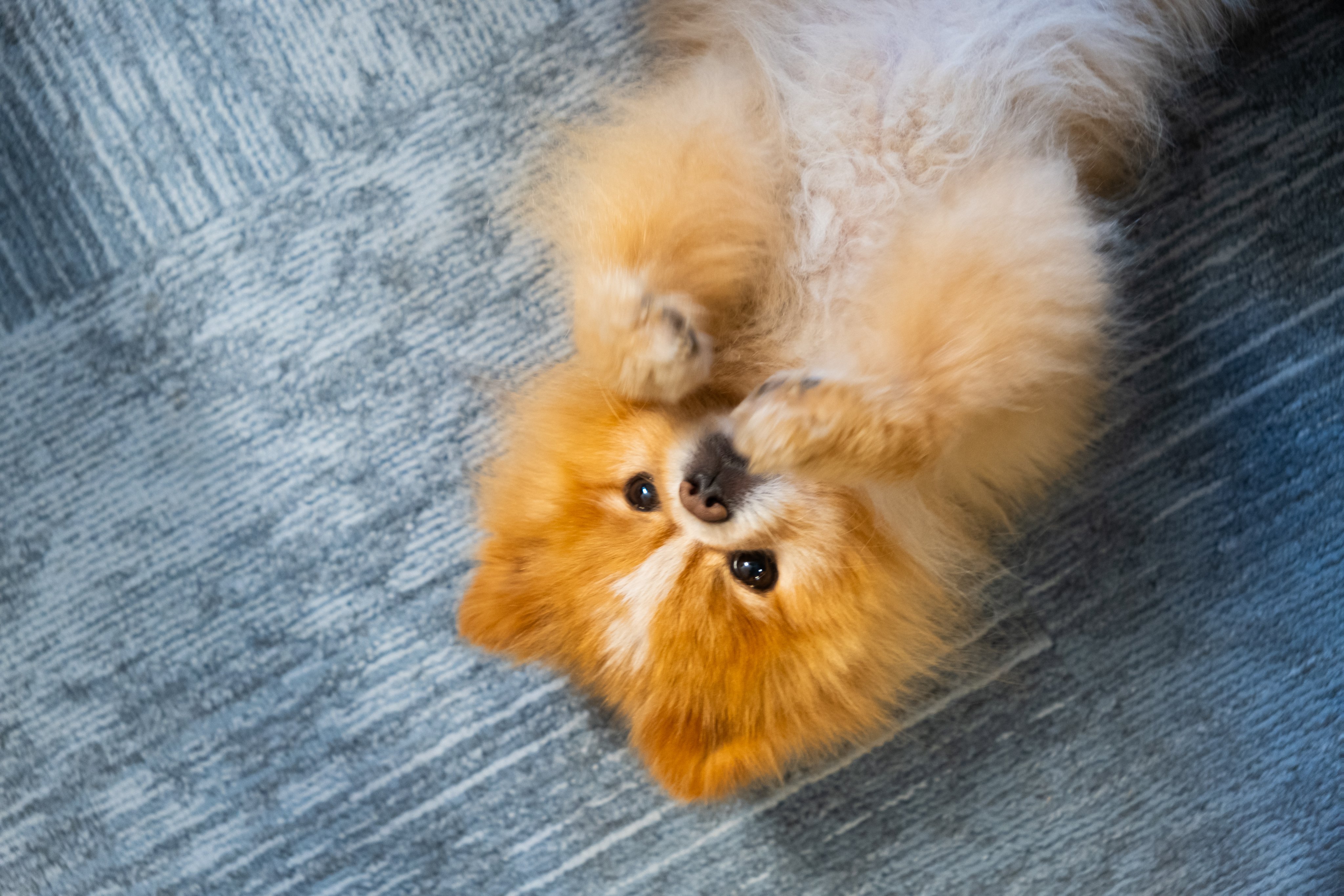 En liten hund ligger på ryggen og titter opp