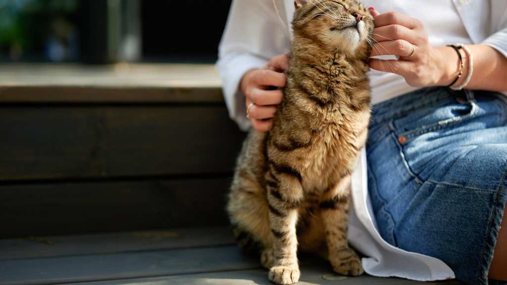 En katt sitter ved siden av en kvinne på en benk og blir klappet