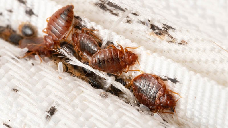 Nærbilde av fem små veggedyr.