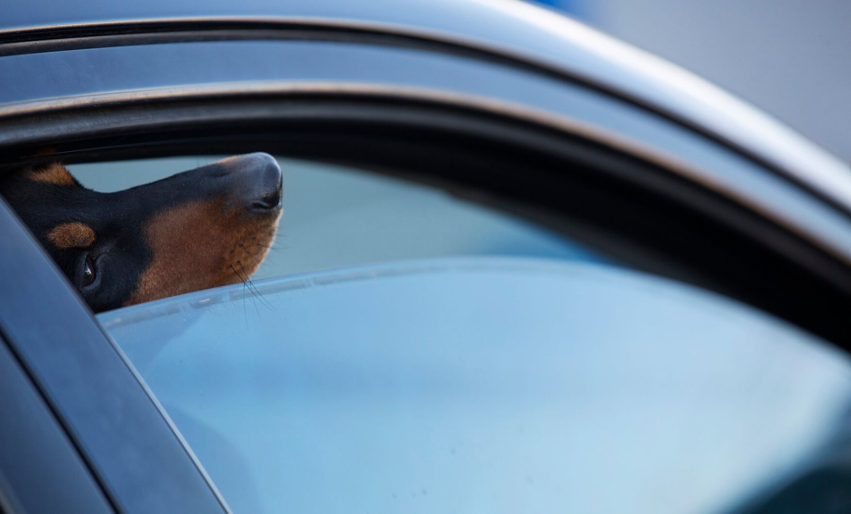 Hund stikker hodet ut av bilvinduet, sett fra siden.