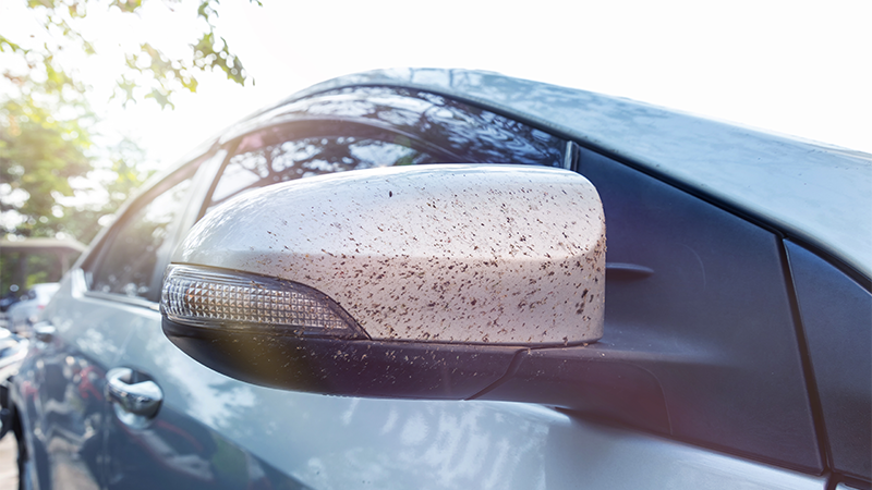 Et bilspeil full av døde innsekter