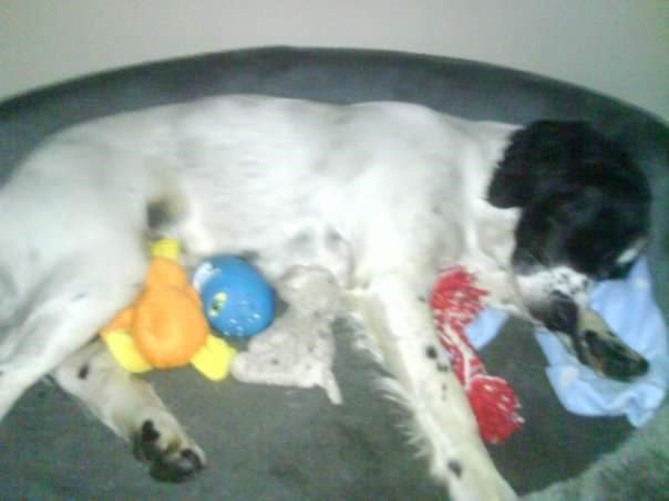 Sita ligger med leker ved jurene.