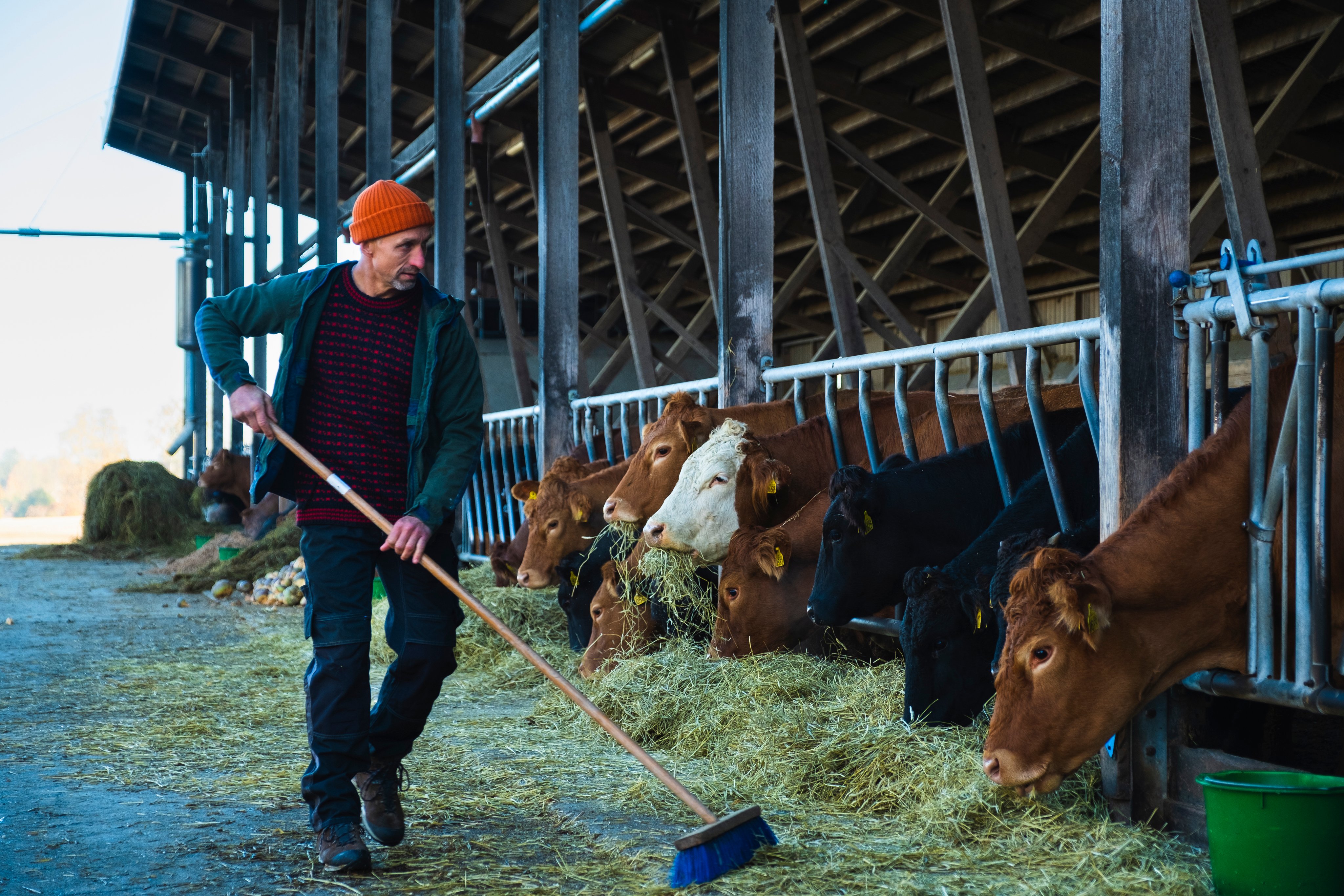 Bonde mater høy til flere kuer i innhegning.