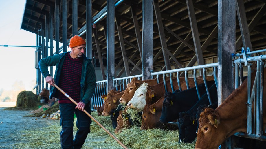 Bonde mater høy til flere kuer i innhegning.