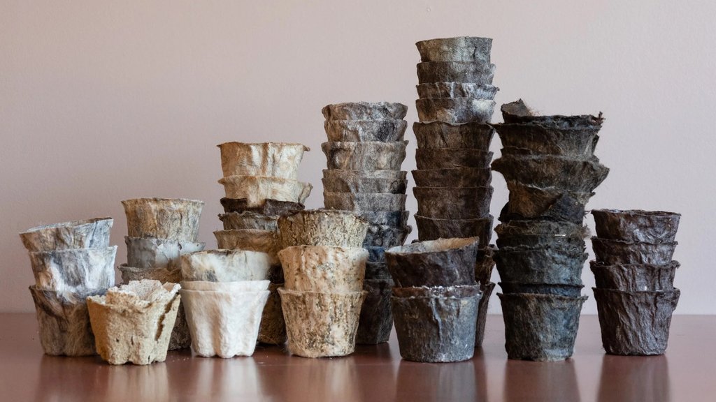 Plantepotter laget av ull og tare, i forskjellige utviklingsstadier