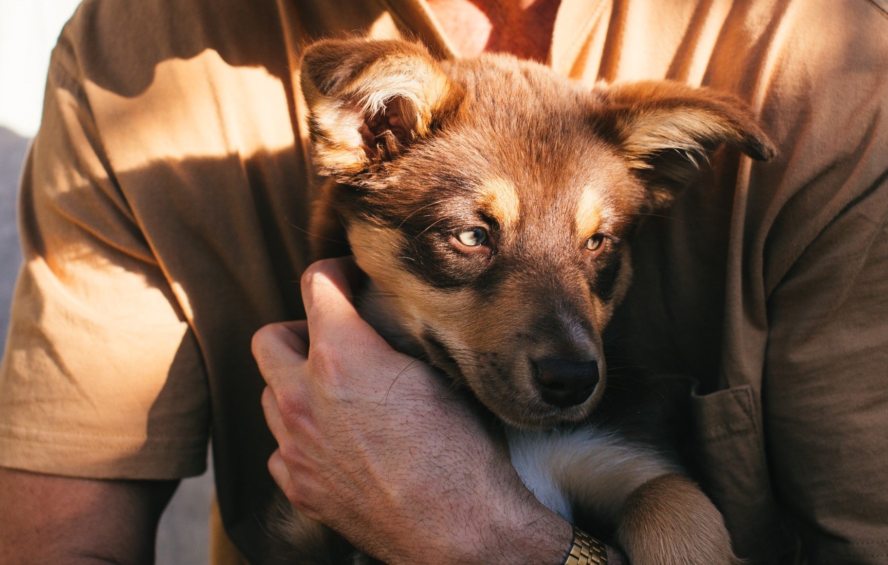 Person holder en brun og hvit valp tett inntil seg.