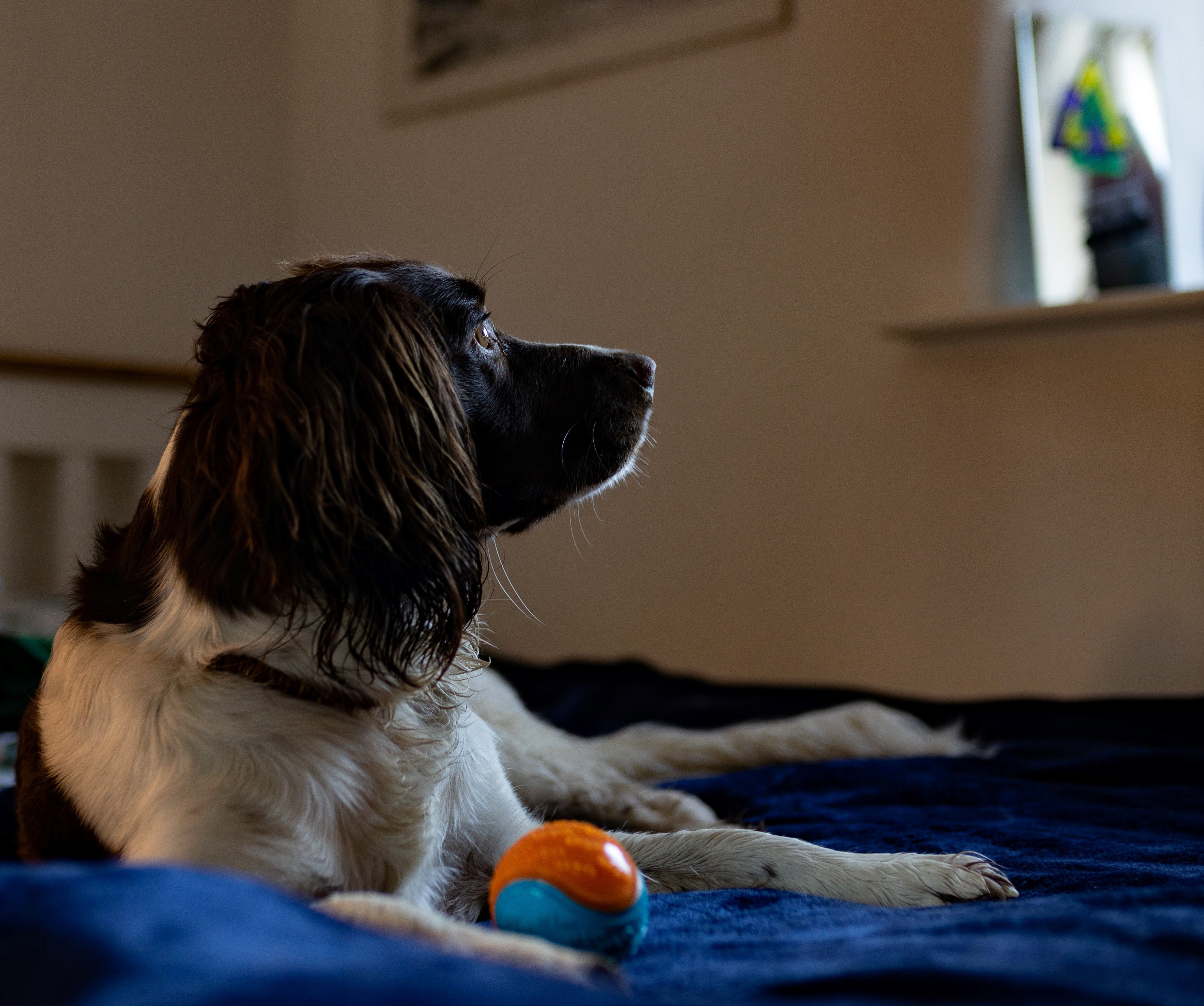 Hund ligger på en seng med et fargerikt leketøy foran seg og ser mot et vindu.