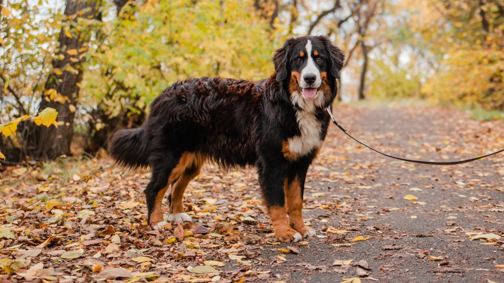 Hund står på en sti i høstlandskap