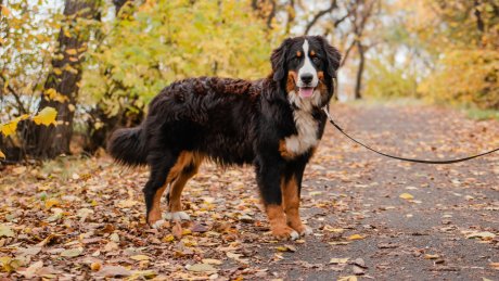 Hund står på en sti i høstlandskap