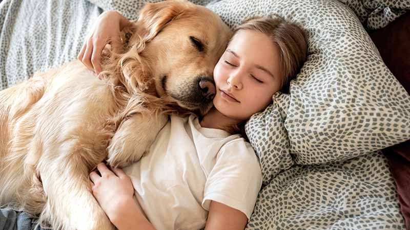 Jente som ligger i sengen med øynene lukket og en Golden Retriever i armkroken