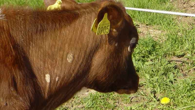 En brun ku med hvite flekker på halsen.