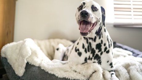 Dalmatiner ligger i en myk hundeseng og ser opp med et våkent uttrykk.