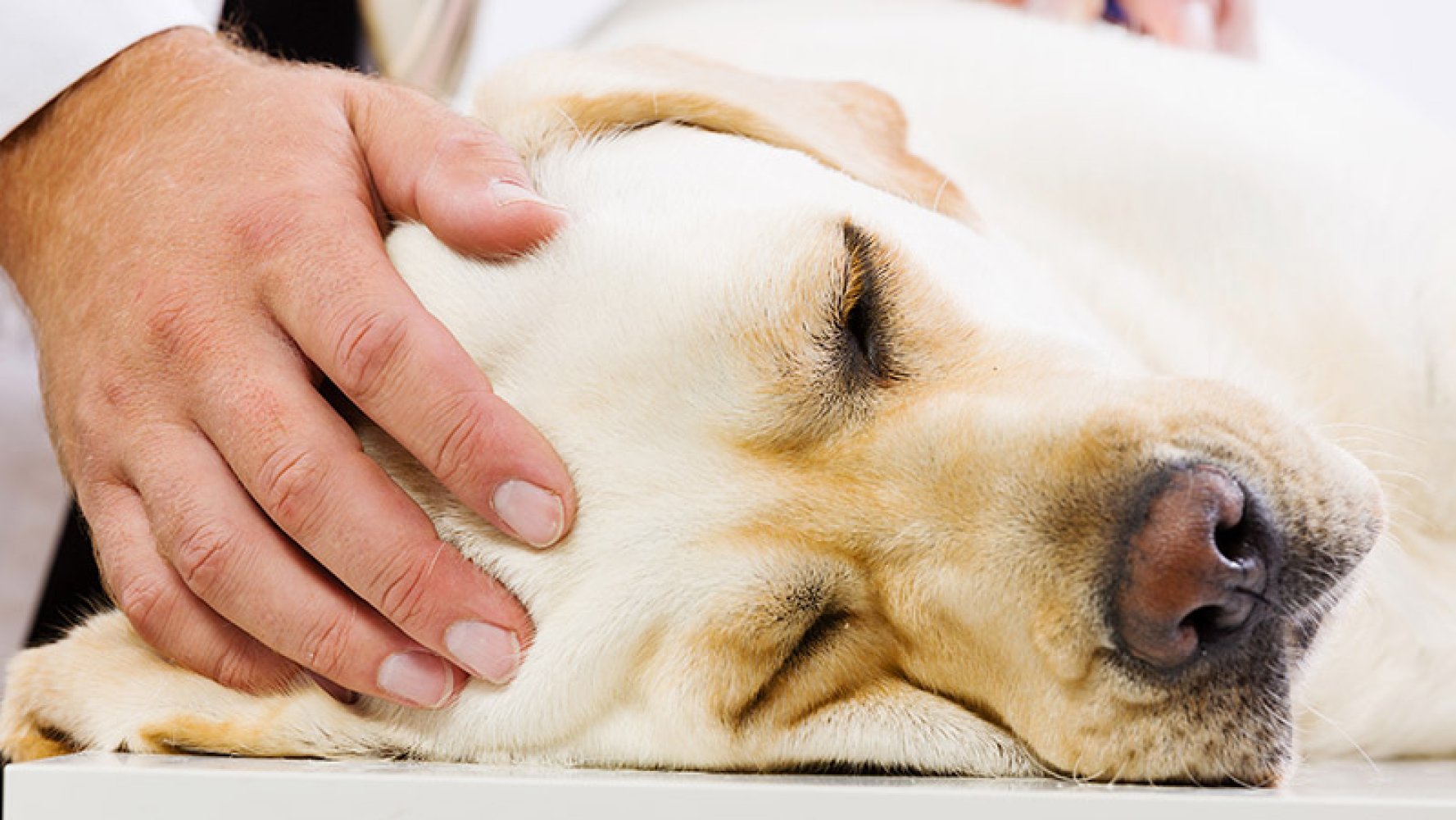 Hånd holder en hund på et bord, i forbindelse med en veterinærundersøkelse.
