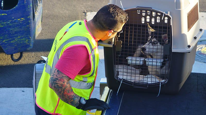 En hund i bur på vei inn i et fly.