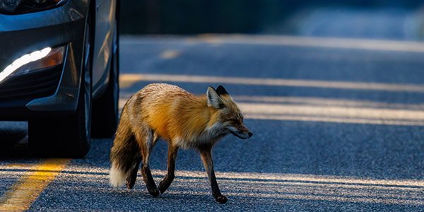 En rev krysser en bilvei.