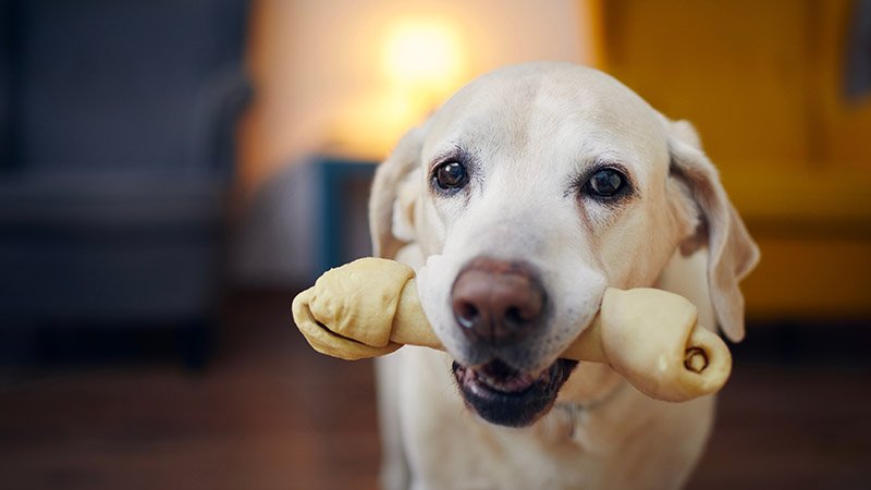 Hund holder to tyggebein i munnen, sittende innendørs med møbler i bakgrunnen.