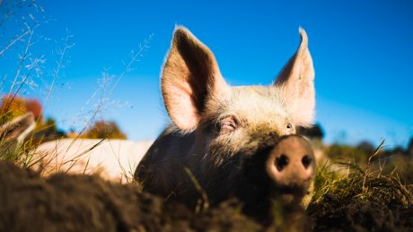 Ei dame og ei jente mater grisunger i en grisebinge.