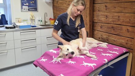 En hund får massasje.