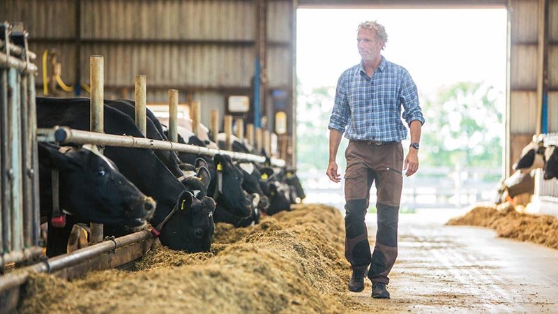 Stig Harald som går gjennom låven sin med kuer på hver side.