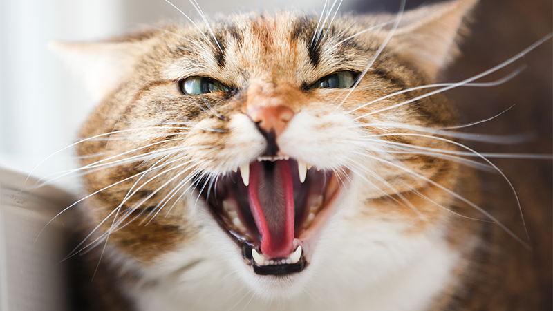 En katt freser mot kamera