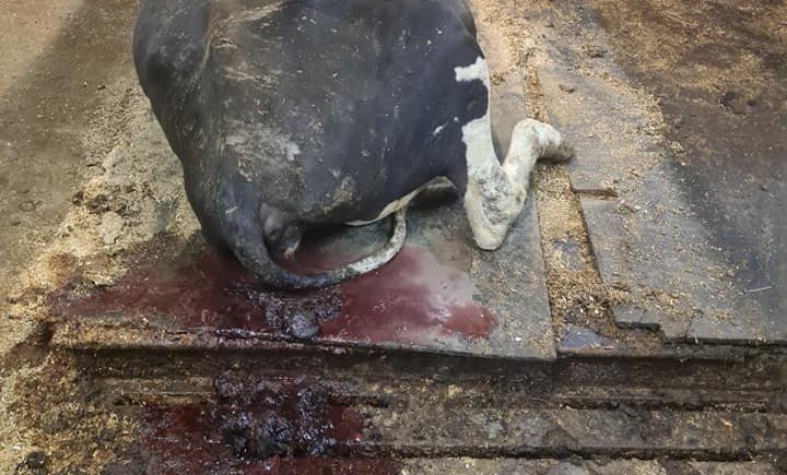 Halvparten av en ku synes i bildet. Den ligger på gulvet inne i et fjøs med blødninger.