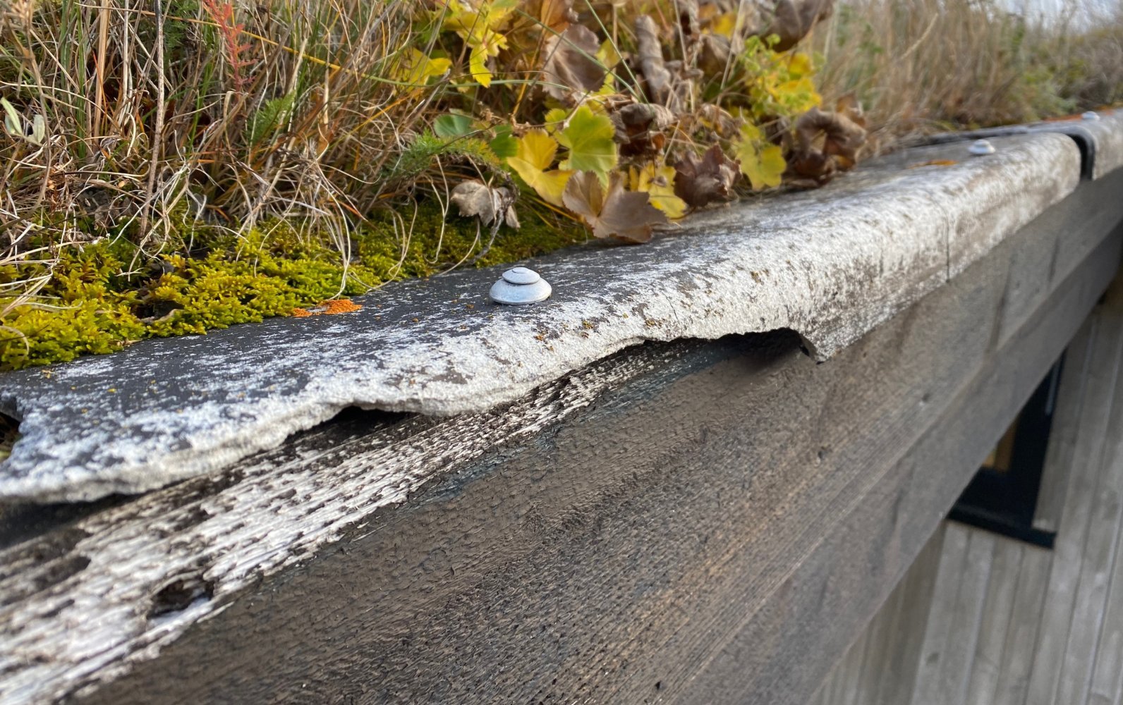 En slitt kant på et torvtak med mose og planter.