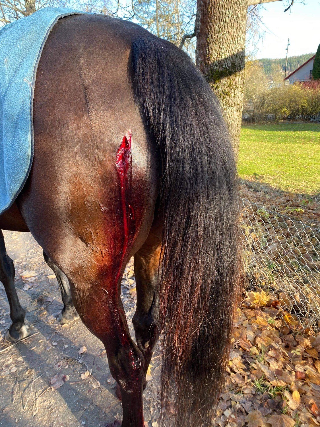 Hesten rambo har et stort kutt på rumpa.