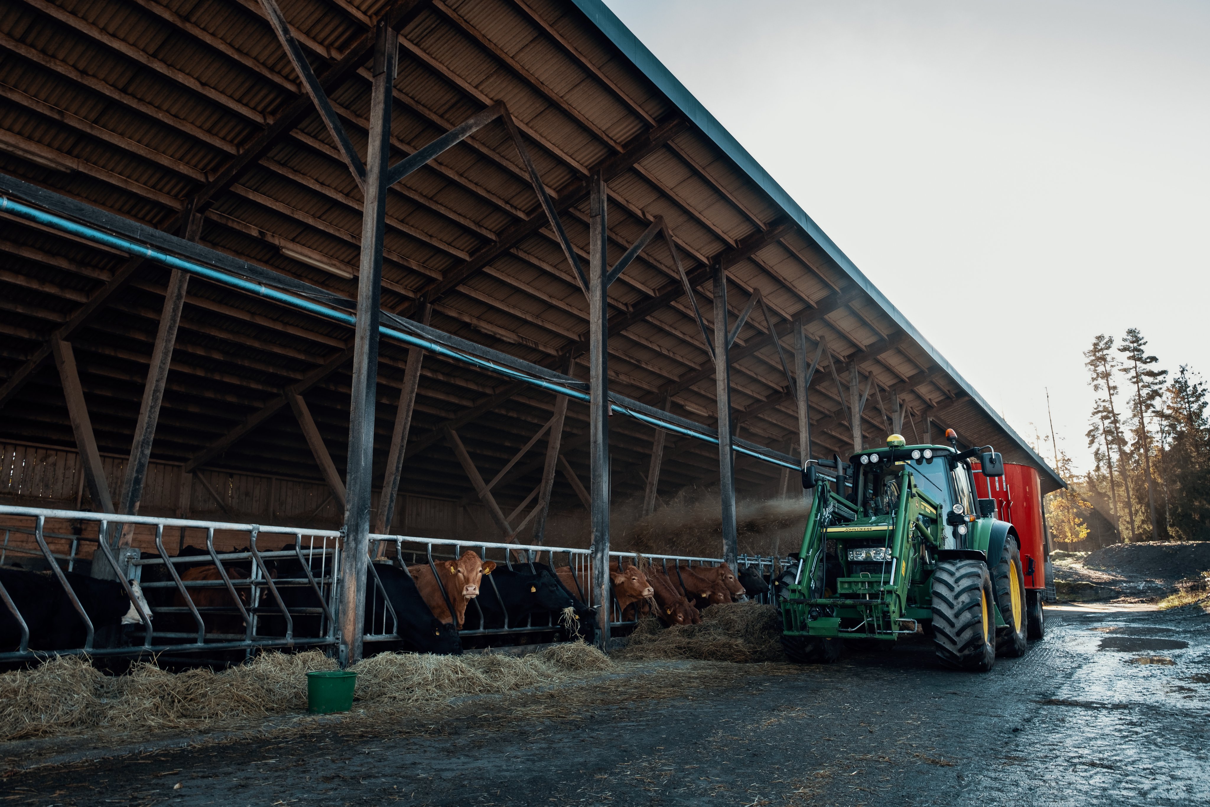 Traktor som kjører langs kuer som står inne i båser, og sprøyter noe over dem. 