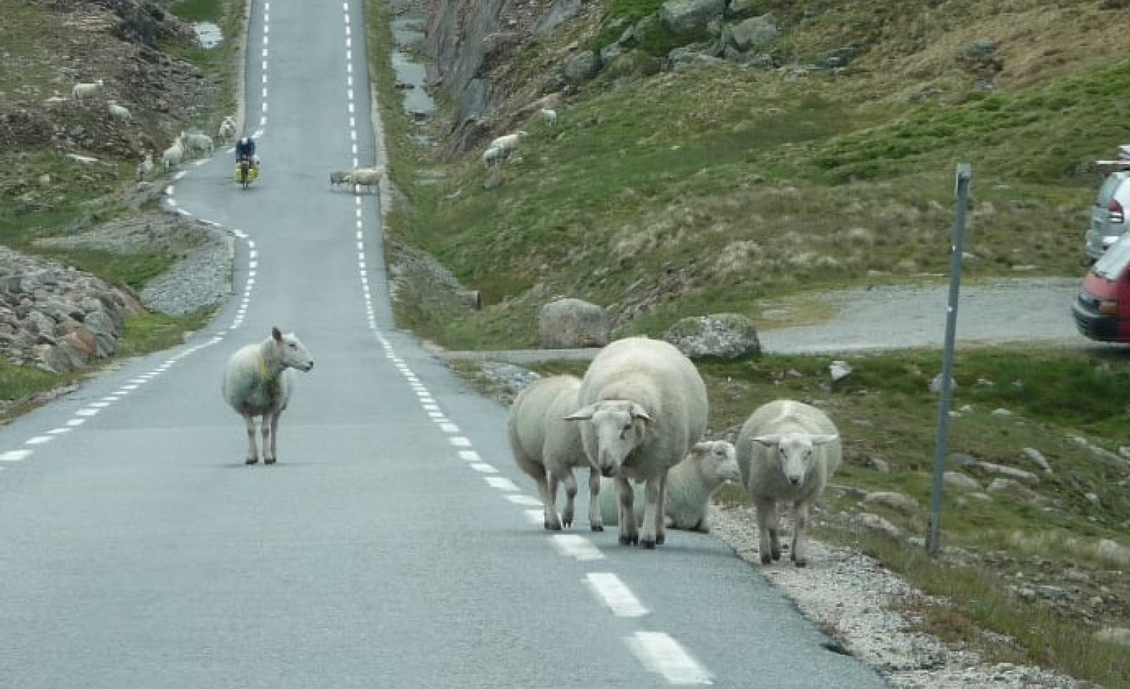 Sauer går langs en asfaltert bilvei på fjellet.