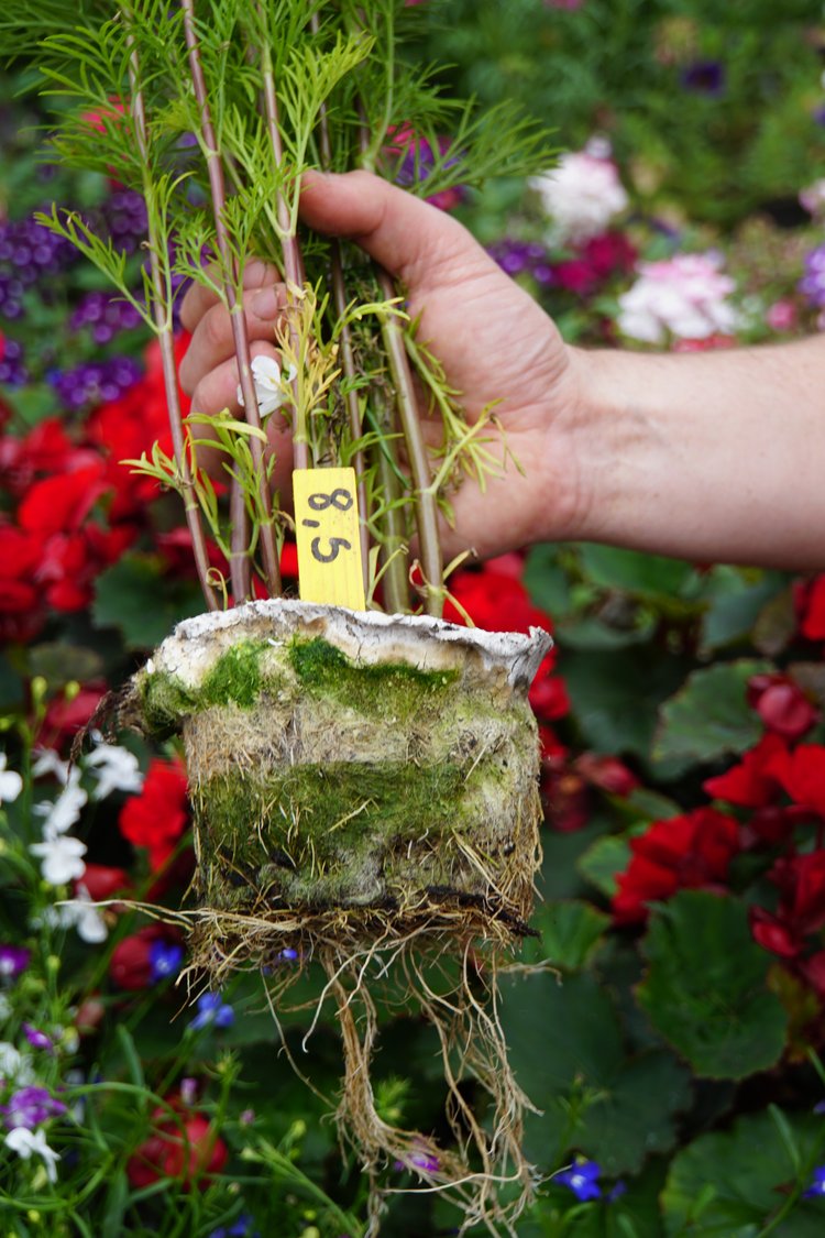 Woolly Pot, plantepotter laget av ull og tare