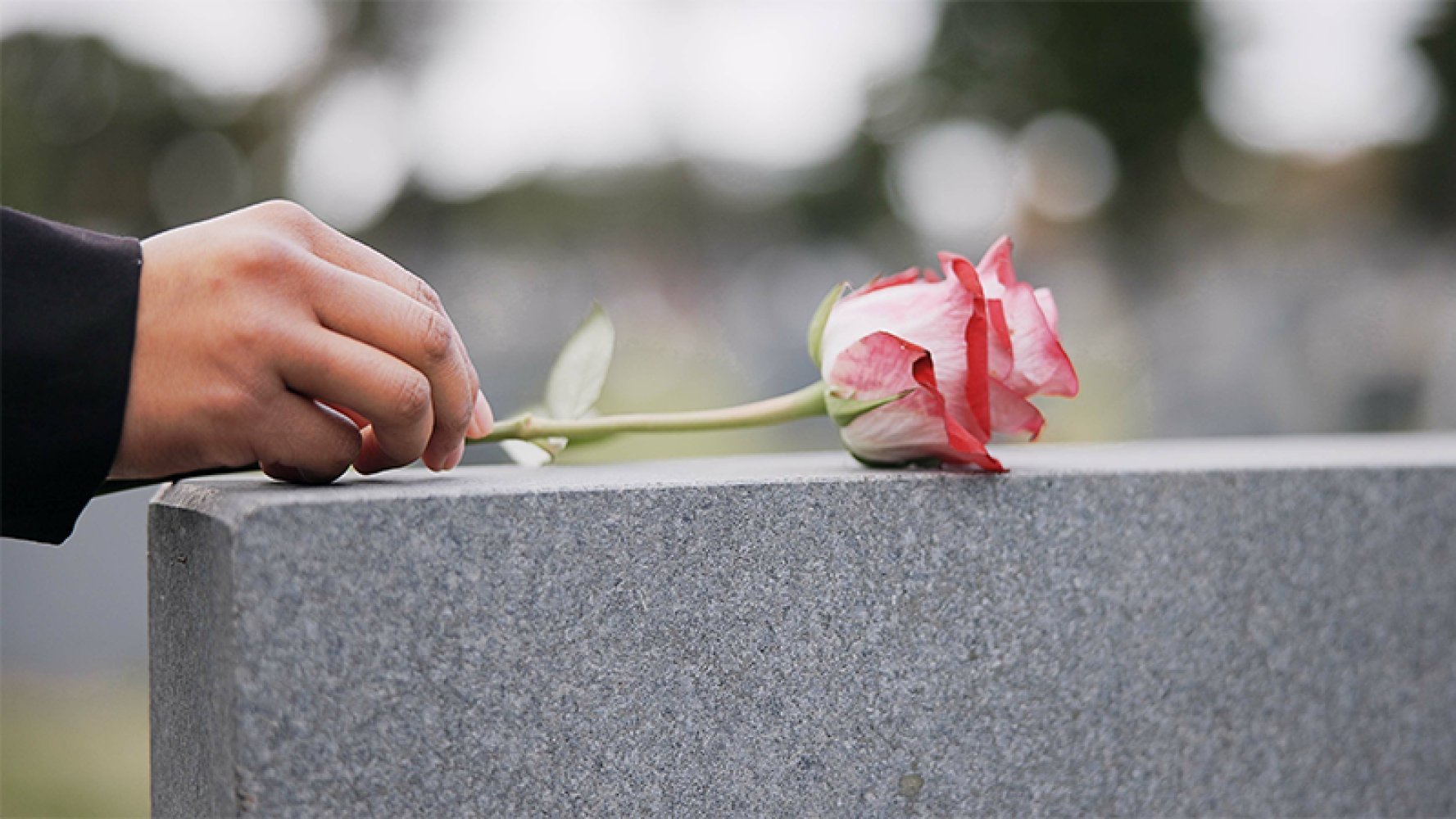 Det legges en rød rose på en gravstein.