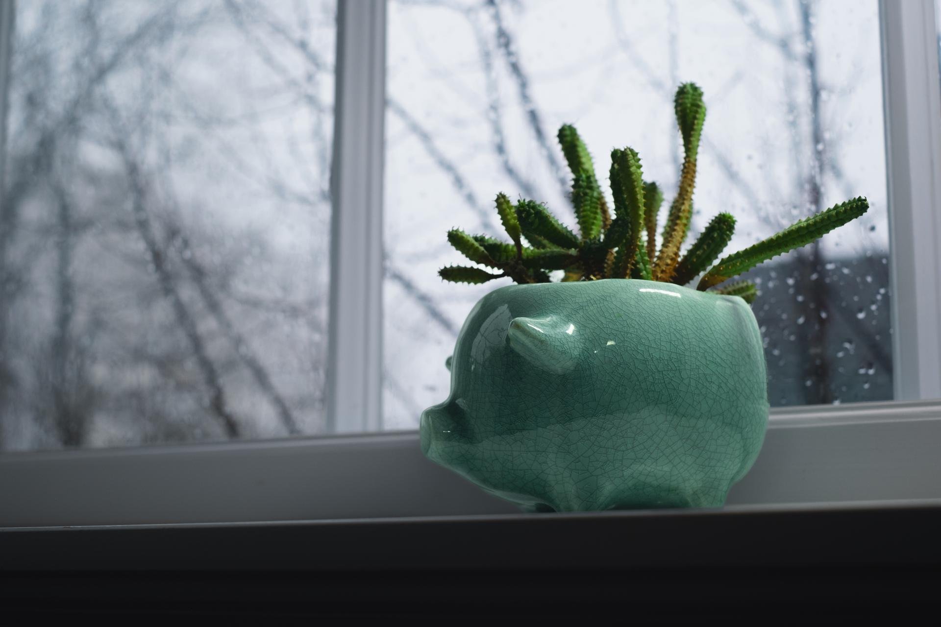 Illustrasjonsfoto bærekraftige fond. Grønn plante som står i vinduskarmen.