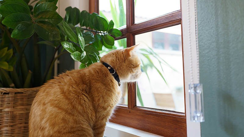 En huskatt ser ut et vindu.