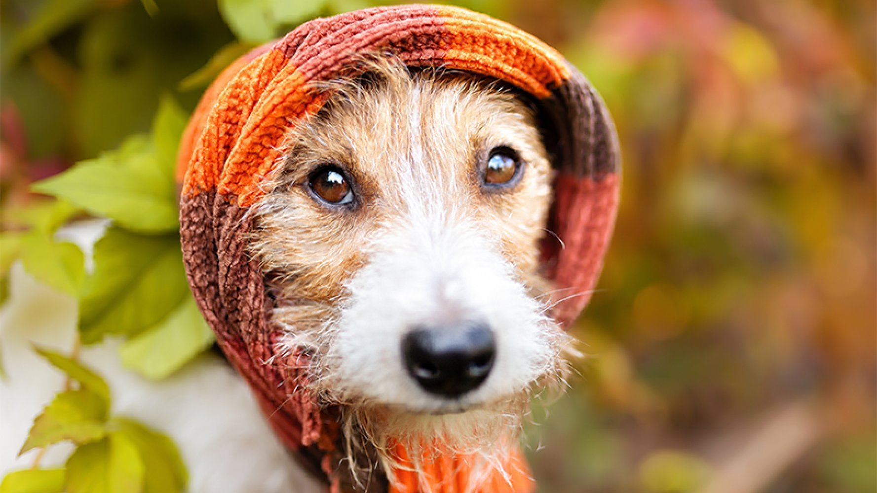En hund med fargerik strikkelue står ute omgitt av høstfargede blader.