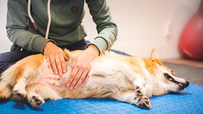 En person masserer magen til en hund som ligger på en matte.