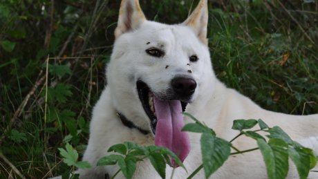 En hvit hund ligger i buskene med innsekter på snuta.