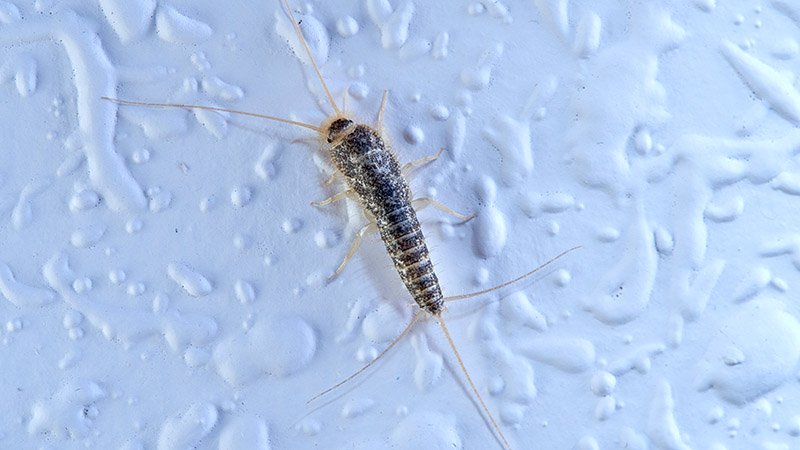 Et nærbilde av skjeggkre.