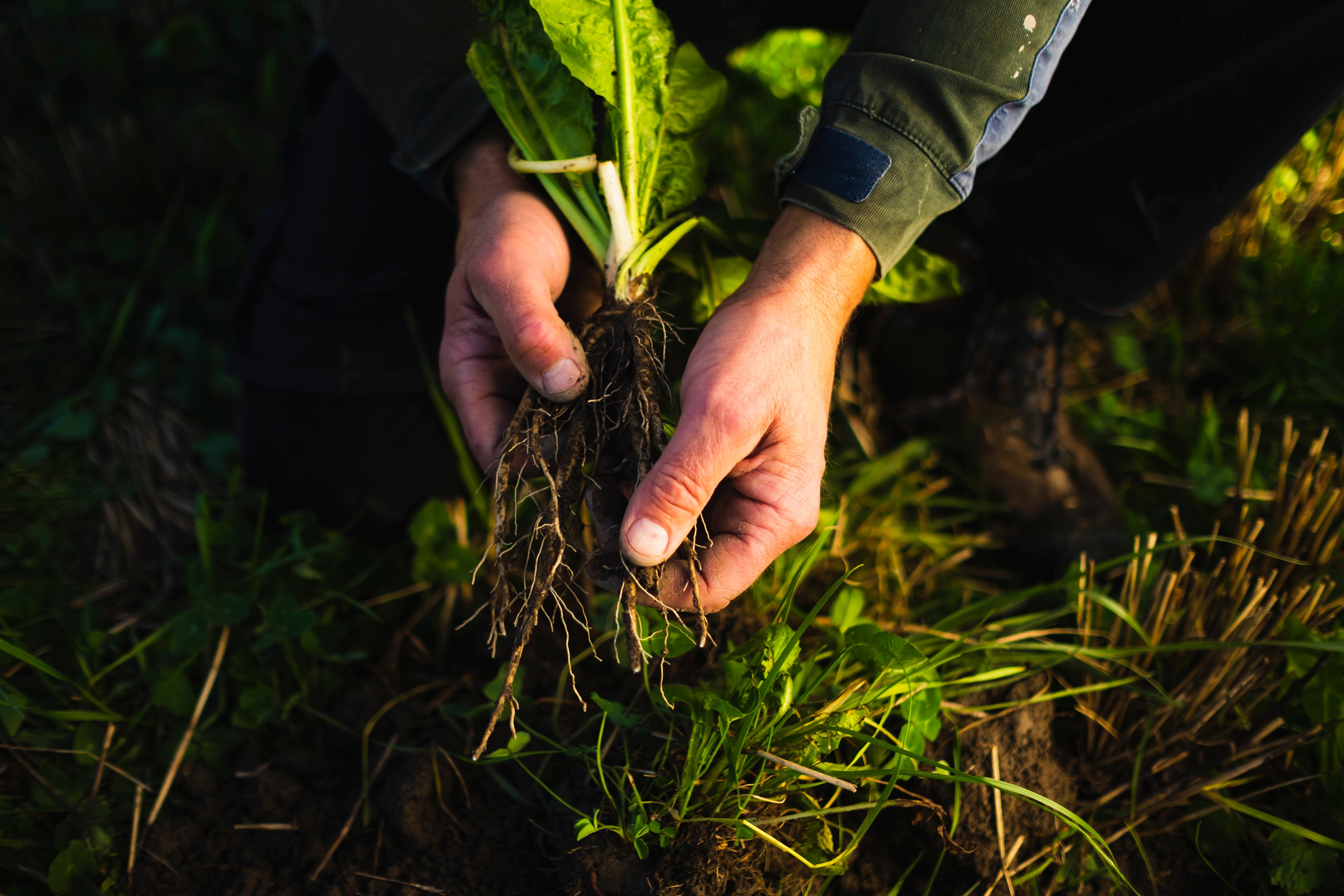 Hender som holder i avling som akkurat har blitt dratt opp fra jorda.