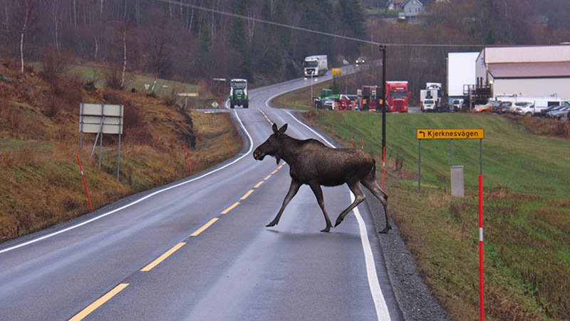 En elg går over veien.