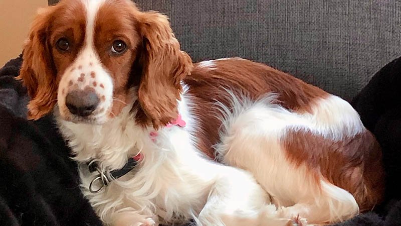 Hunden Bowie ligger i en sofa.