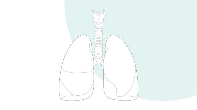 Lungs