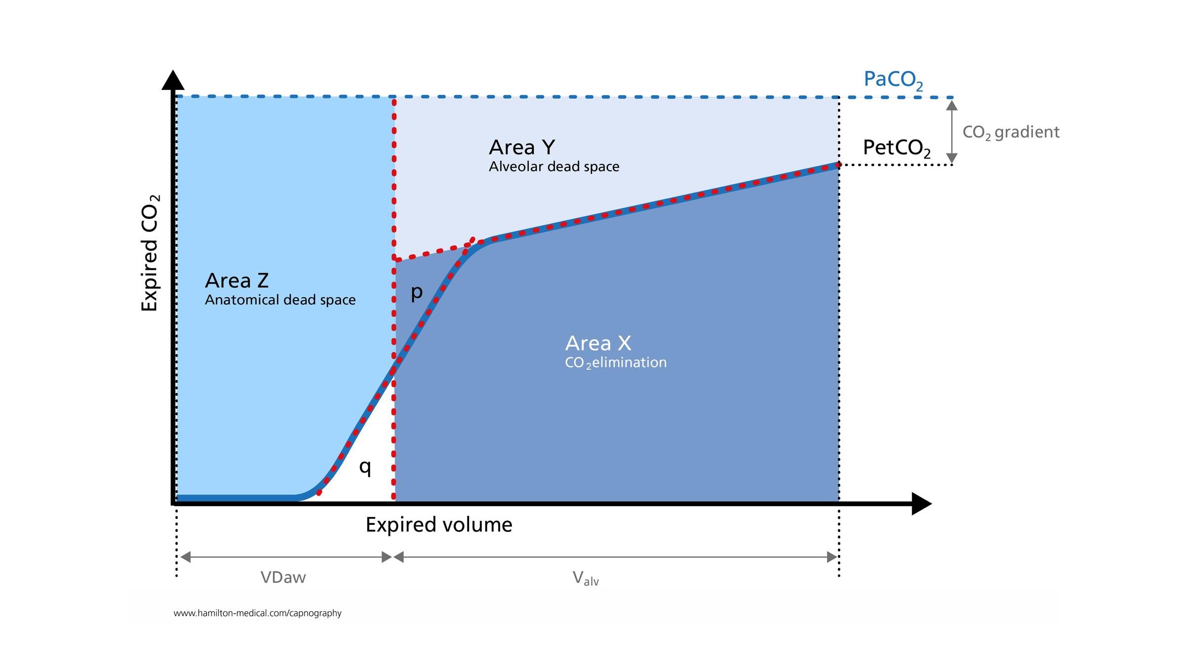 Statistische Grafik: www.hamilton-medical.com/capnography