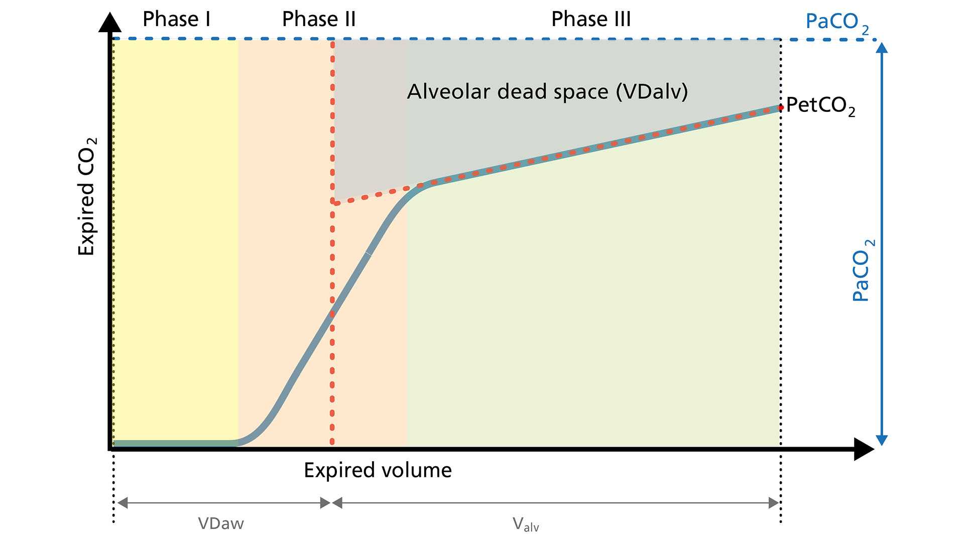 Representative image of capnogram showing three phases, flatter plateau in Phase III
