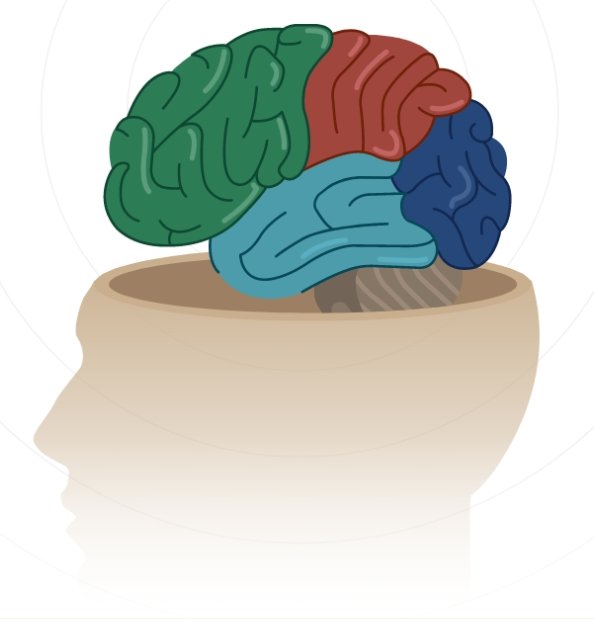 Brain and head diagram illustration
