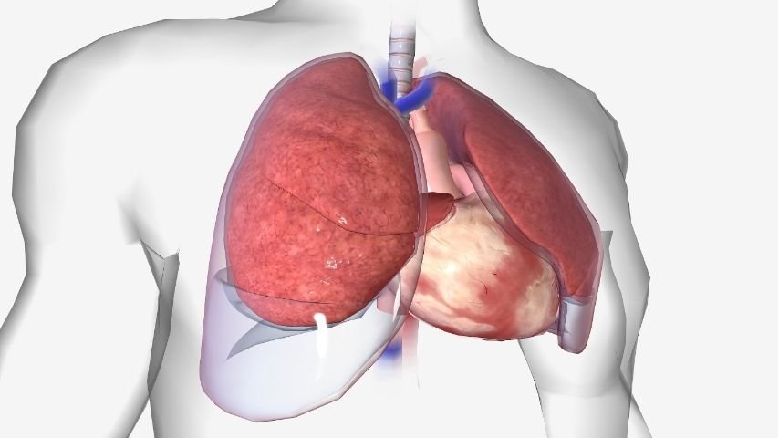 Understanding Medical Thoracoscopy- What It Is and Why Adhesiolysis Is Done