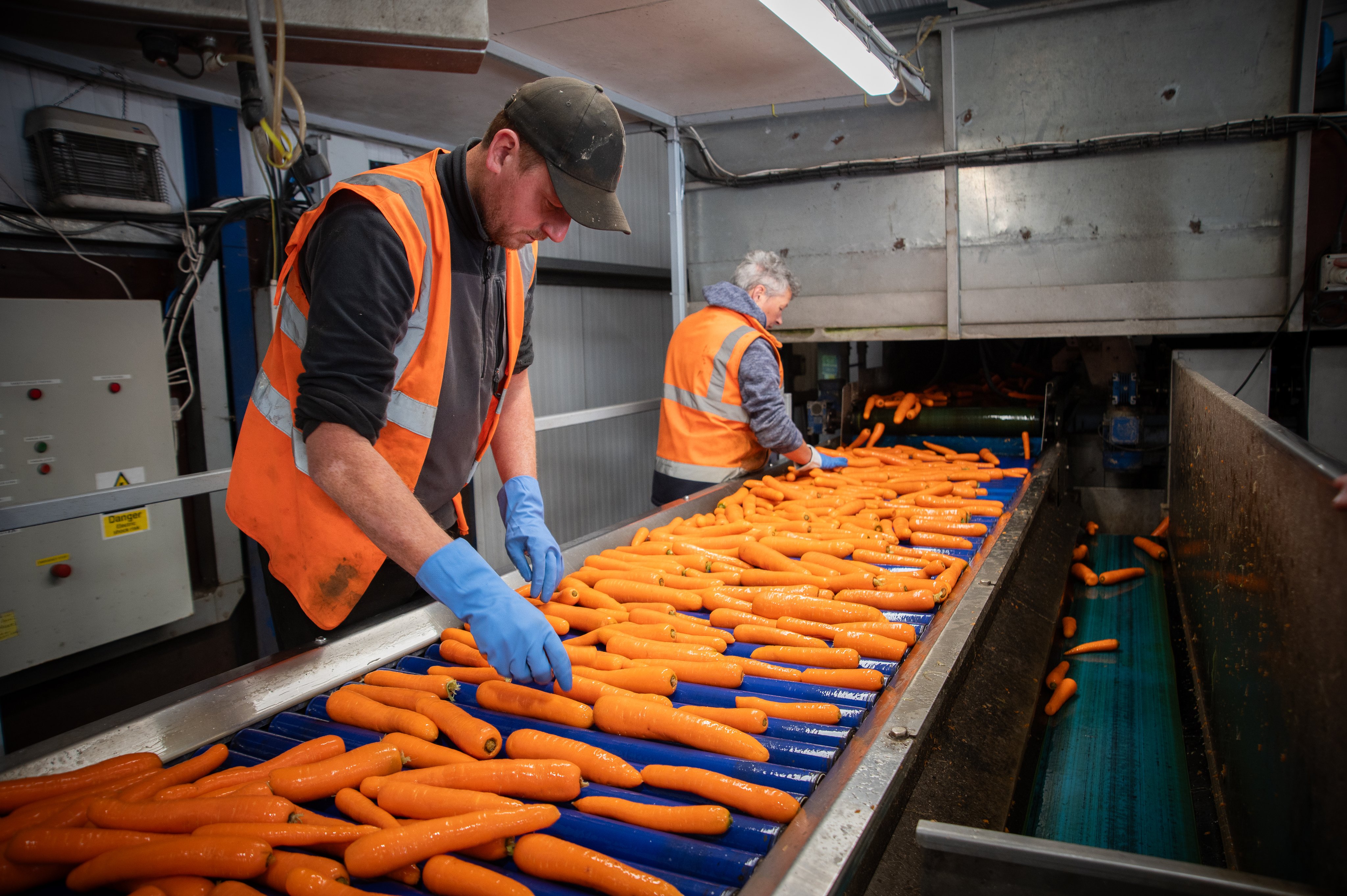 Two male workers aged 35-55 in high viz jackets sort carrots on factory conveyor belt.