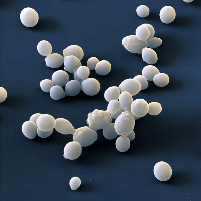 Saccharomyces+cerev+3100x
