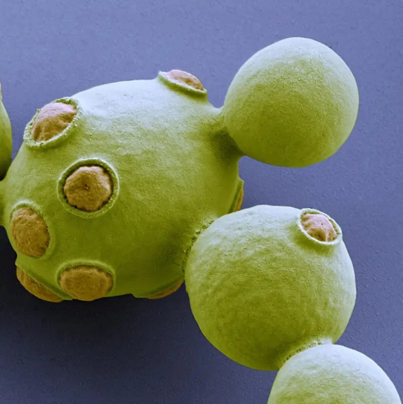 Saccharomyc_BlockQuote_1200-800