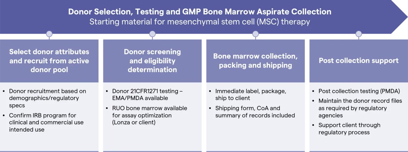 bone marrow graphic